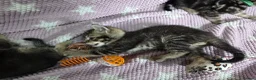 Mixed Breed cats for sale: Beautiful kittens looking for their forever homes  - Advert 16