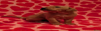 Labrador Retriever Puppy 2