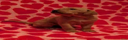 Labrador Retriever dogs for sale: Two gorgeous KC Fox Red Labrador boys left - Advert 15
