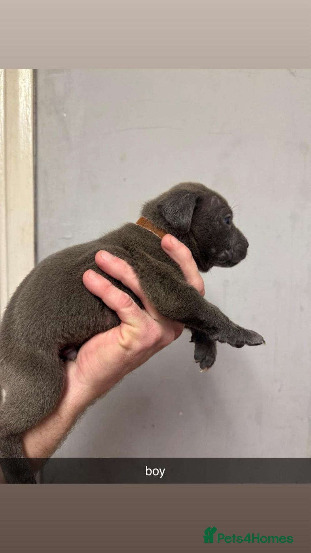 Cane Corso dogs for sale: 12 beautiful Blue cane corso pups - Image 4
