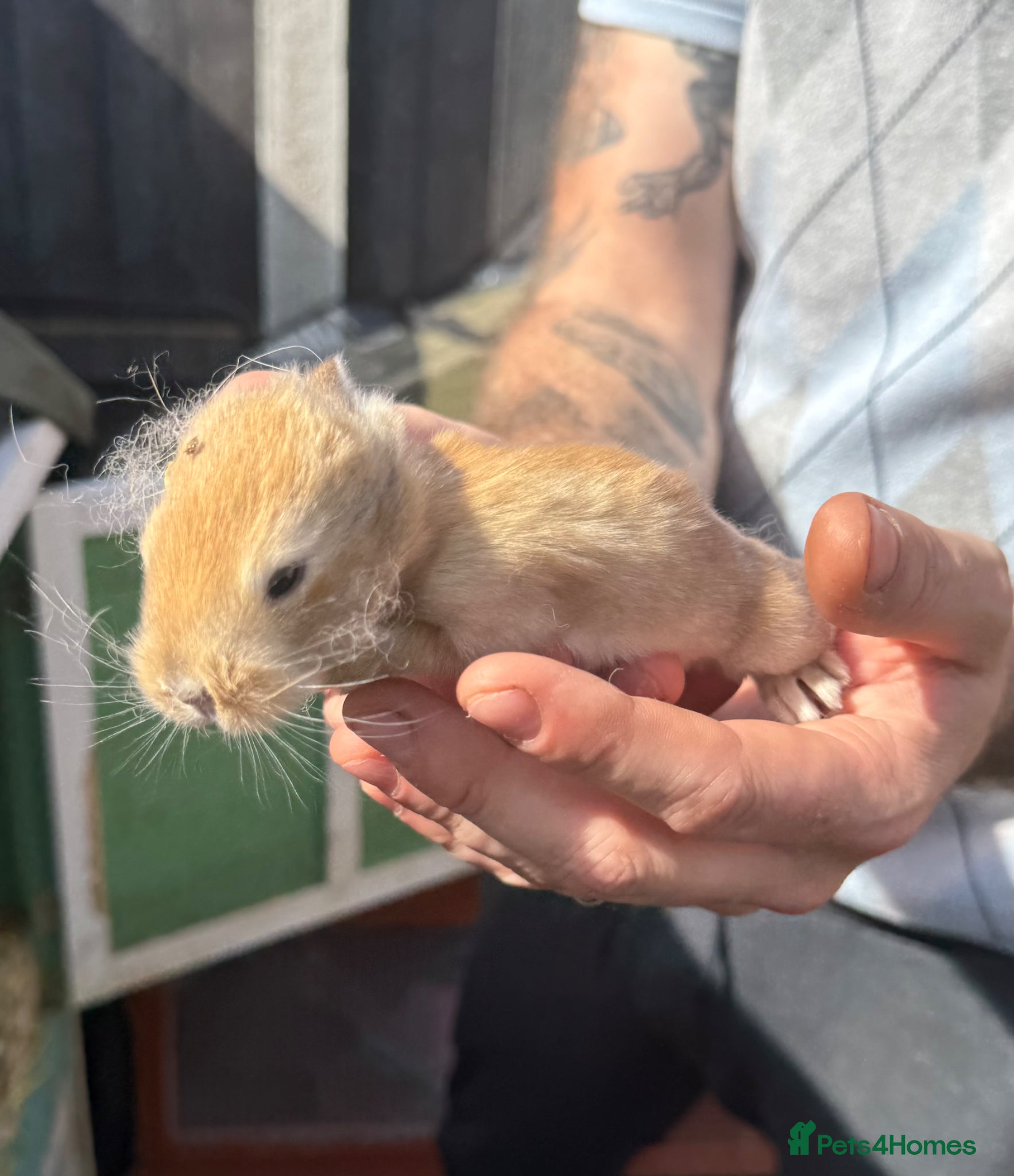 Continental Giant rabbits 9 x Continental Giants 🐰 Mixed Sexes - Advert 2