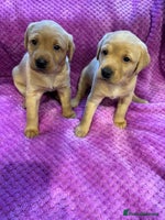 Labrador Retriever dogs KC REGISTERED DNA TESTED LABRADOR PUPPIES - Advert 15