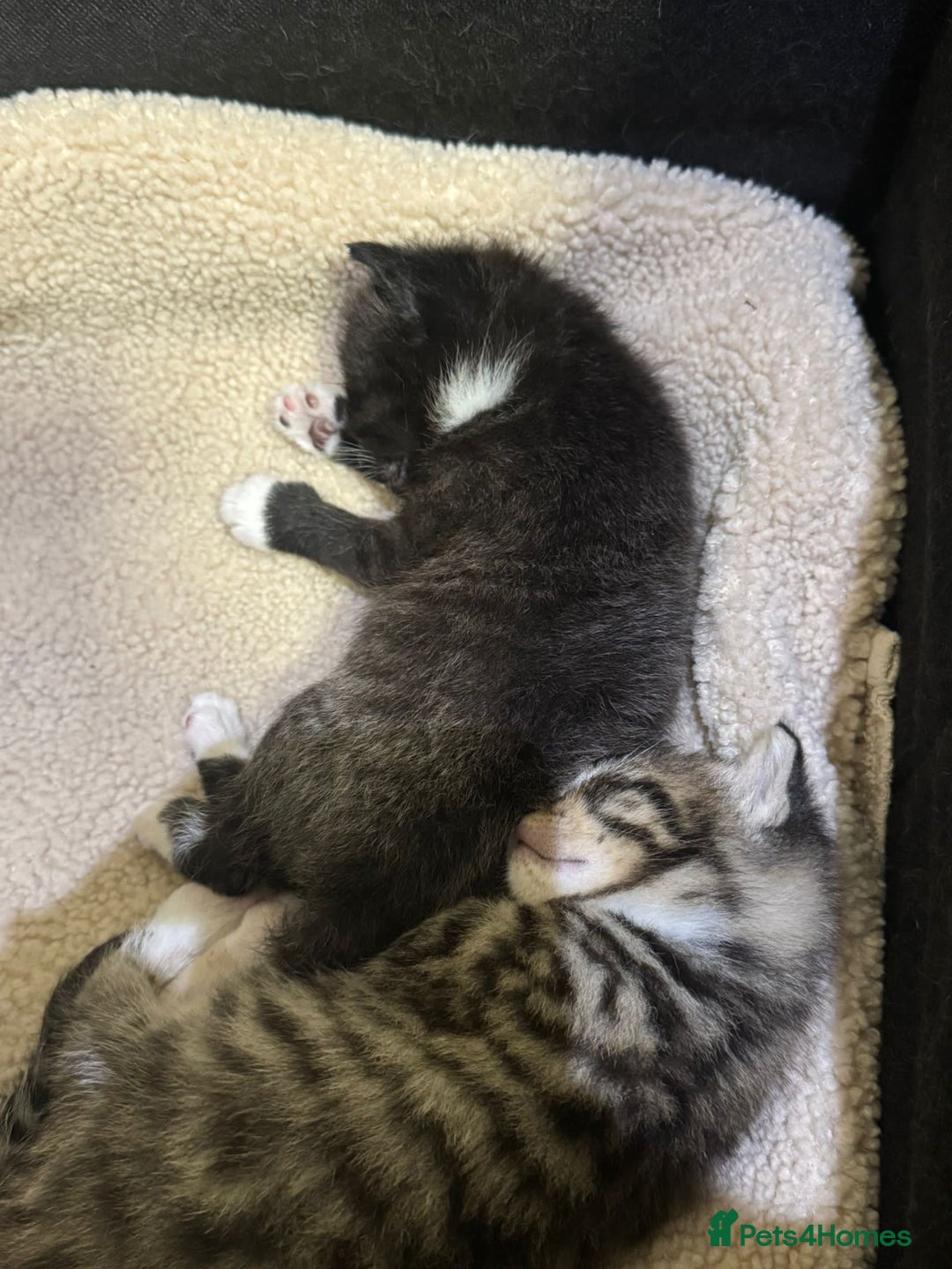 Mixed Breed cats for sale: 3 beautiful kittens for sale!! - Image 6