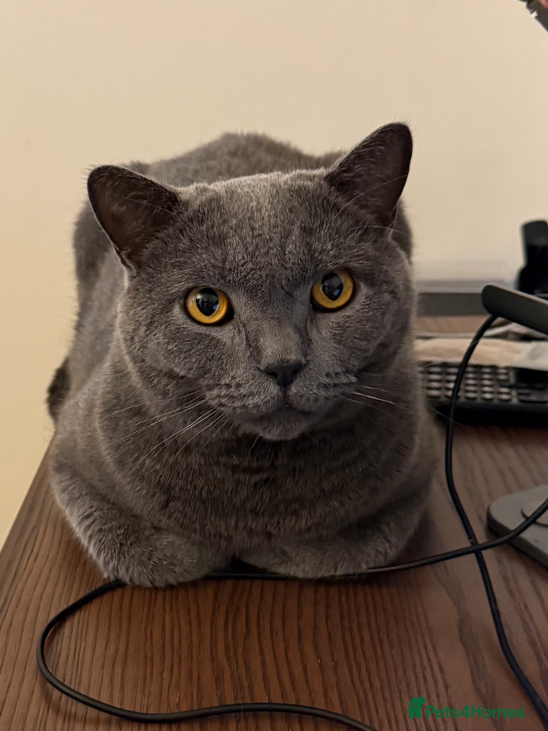 British Shorthair cats for sale: British Short Hair Blue Male - Advert 8