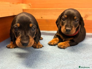 Miniature Dachshund dogs Beautiful litter of Black & Tan mini dachshunds - Advert 9
