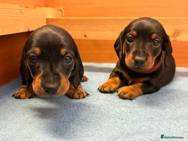 Miniature Dachshund dogs Beautiful litter of Black & Tan mini dachshunds - Advert 7