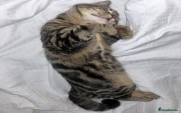 American Shorthair cats for sale: Tabby cat for adoption FREE ignore price - Advert 7