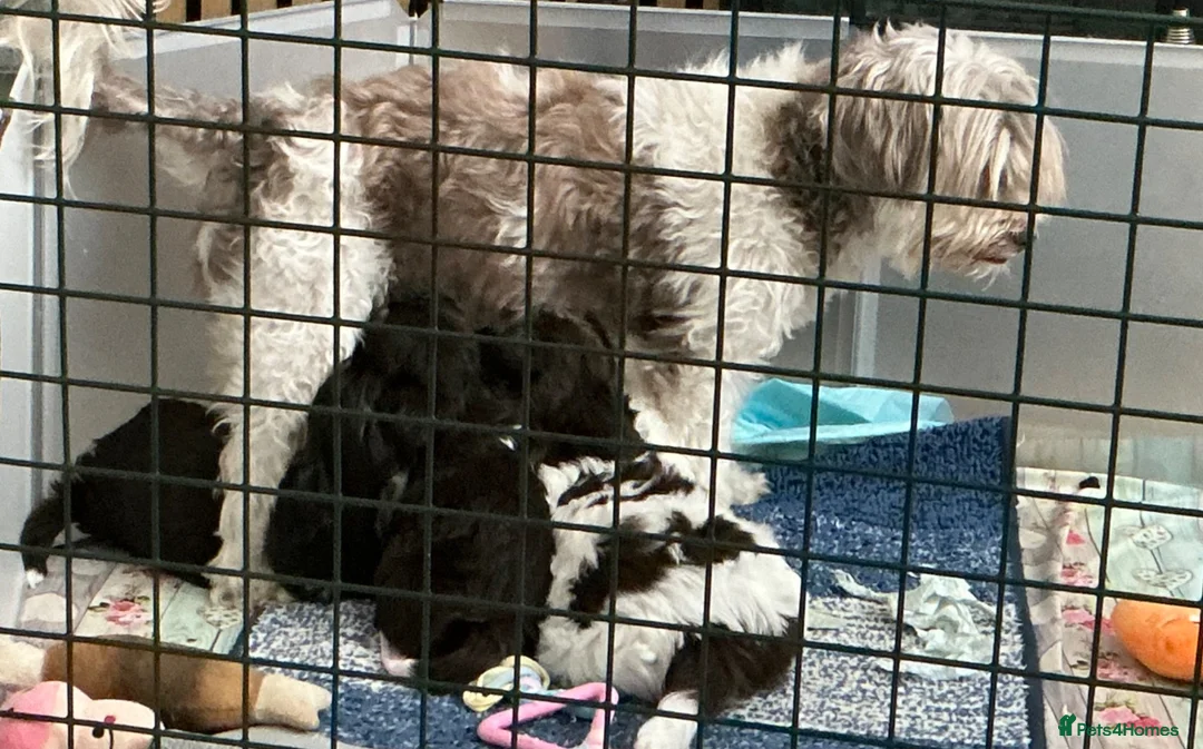 Mixed Breed dogs for sale: Lhasa Apso x Chihuahua x babies - Advert 2