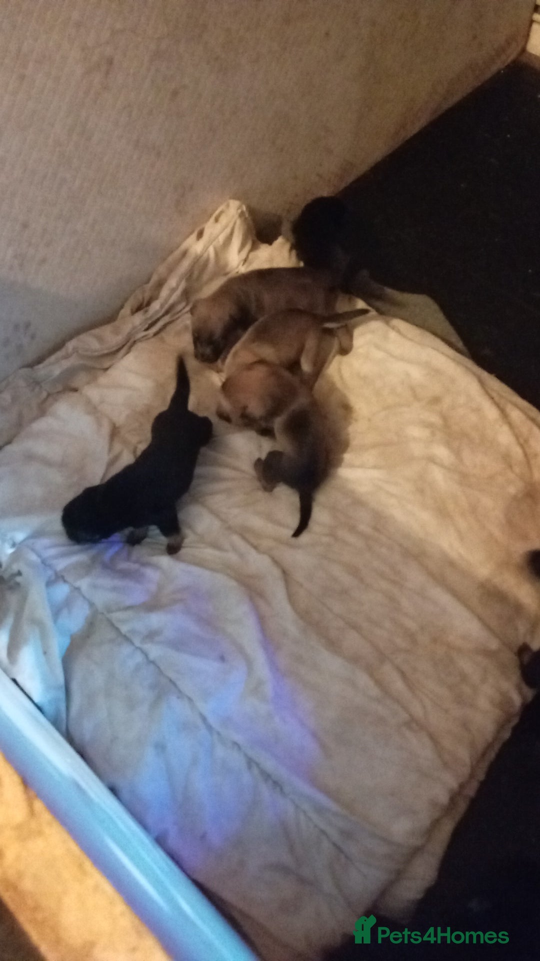 Mixed Breed dogs for sale: 2 brown 3 black Rottweiler German shepherd staffie - Advert 7