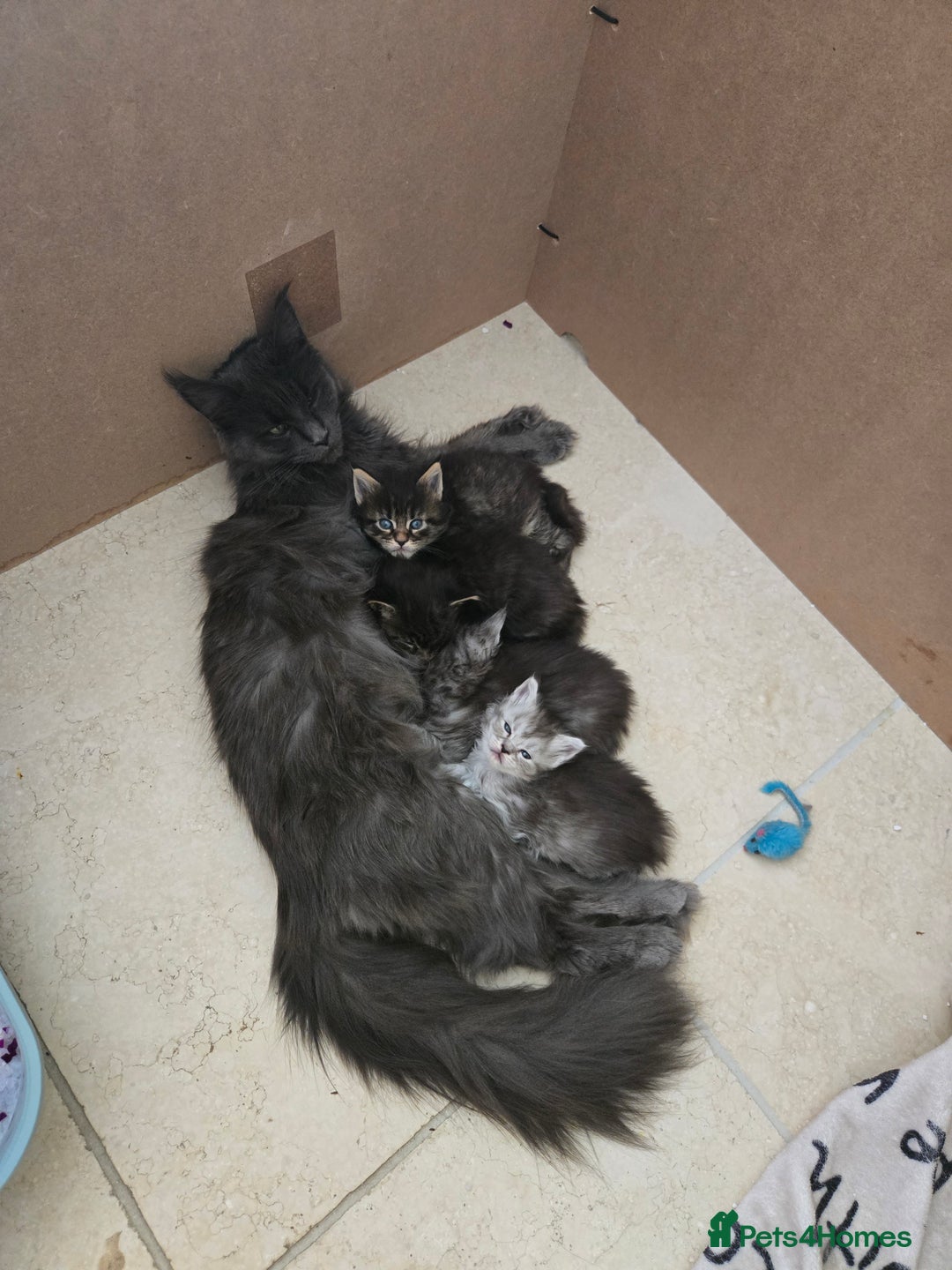 Maine Coon cats for sale: 4 Beautiful GCCF Registered Maine Coon Kittens  - Image 12