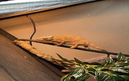 Chameleon reptiles for sale: Male panther chameleon and female  - Image 2
