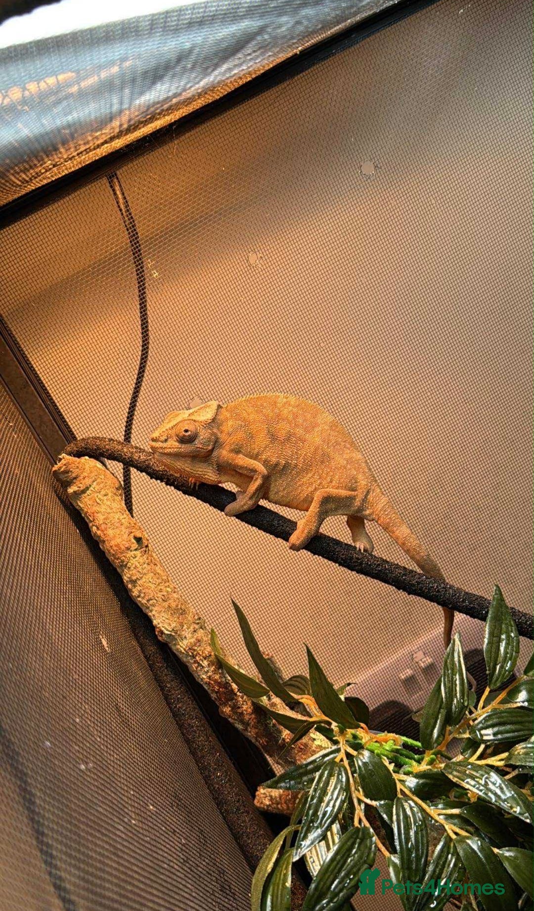 Chameleon reptiles for sale: Male panther chameleon and female  - Image 2