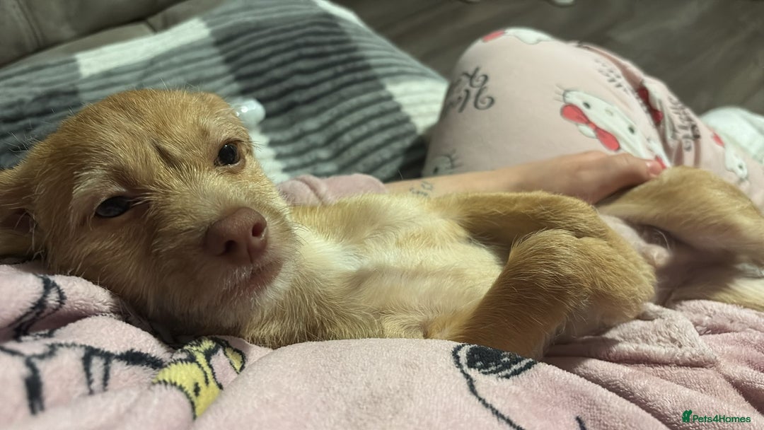 Chiweenie dogs for sale: 4 month old chihuahua cross male - Image 3