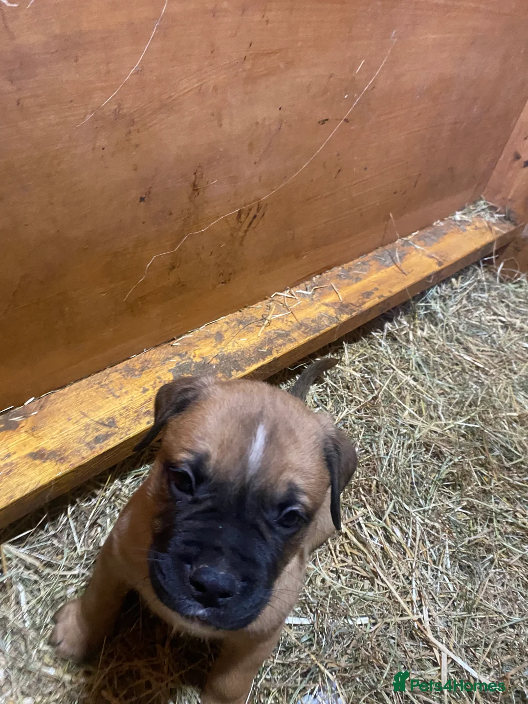 American Bulldog dogs for sale: American bulldog  - Advert 33