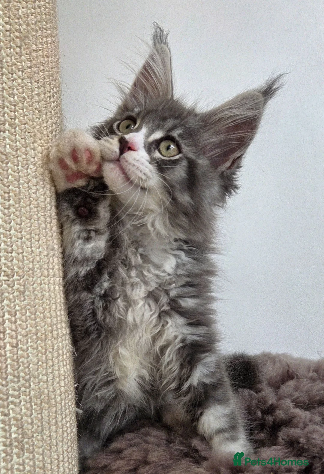 Maine Coon cats for sale: Top quality Mainecoon girls..Tica reg  - Advert 2