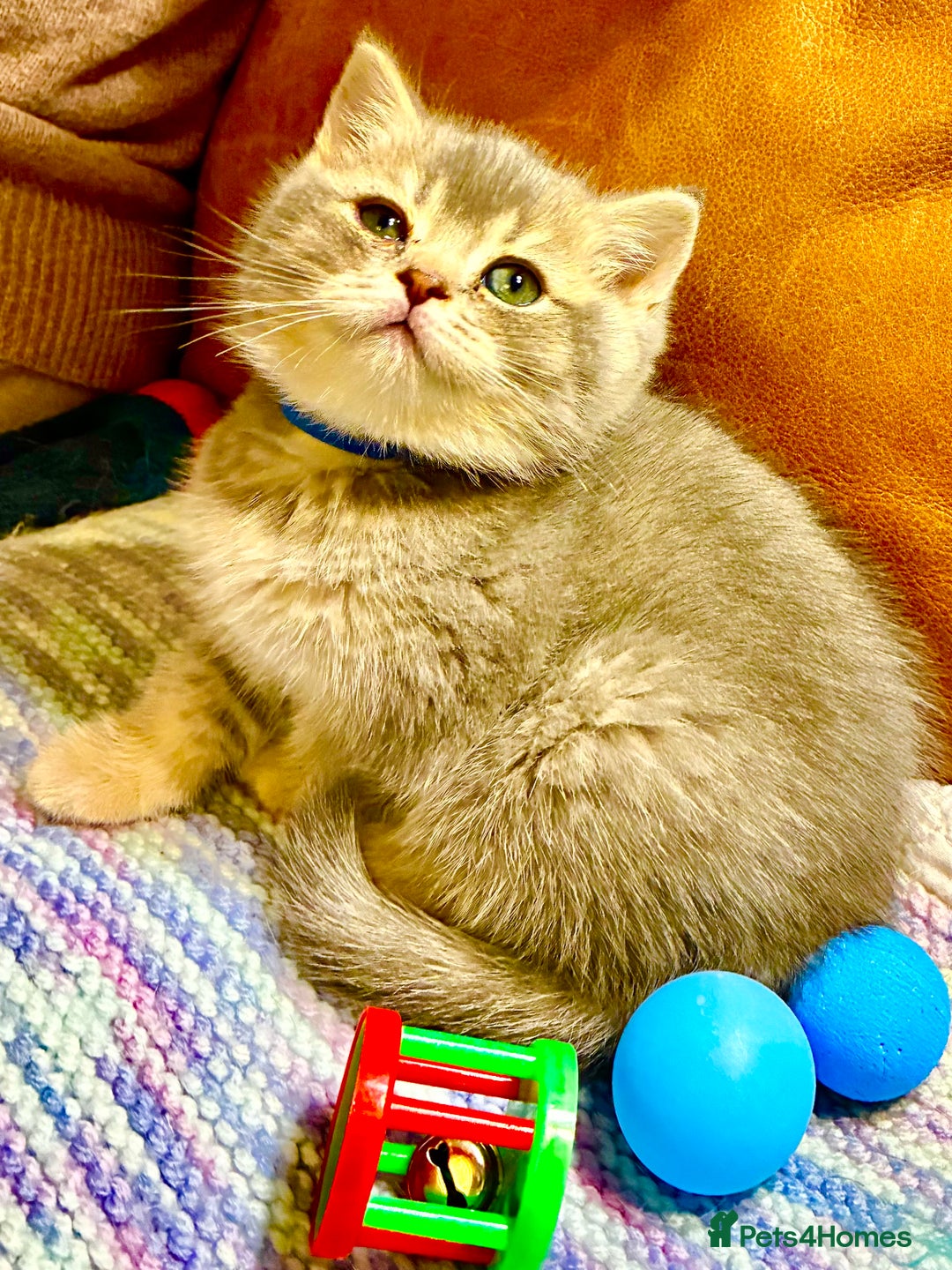 Scottish Fold cats for sale: 5 Scottish Fold Kittens for sale - Advert 24