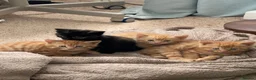 Mixed Breed cats for sale: Adorable Kittens Looking for Loving Homes  in Forfar - Advert 3