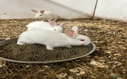 Netherland Dwarf rabbits for sale: Netherlands, Rex’s, californians ready to go - Image 5