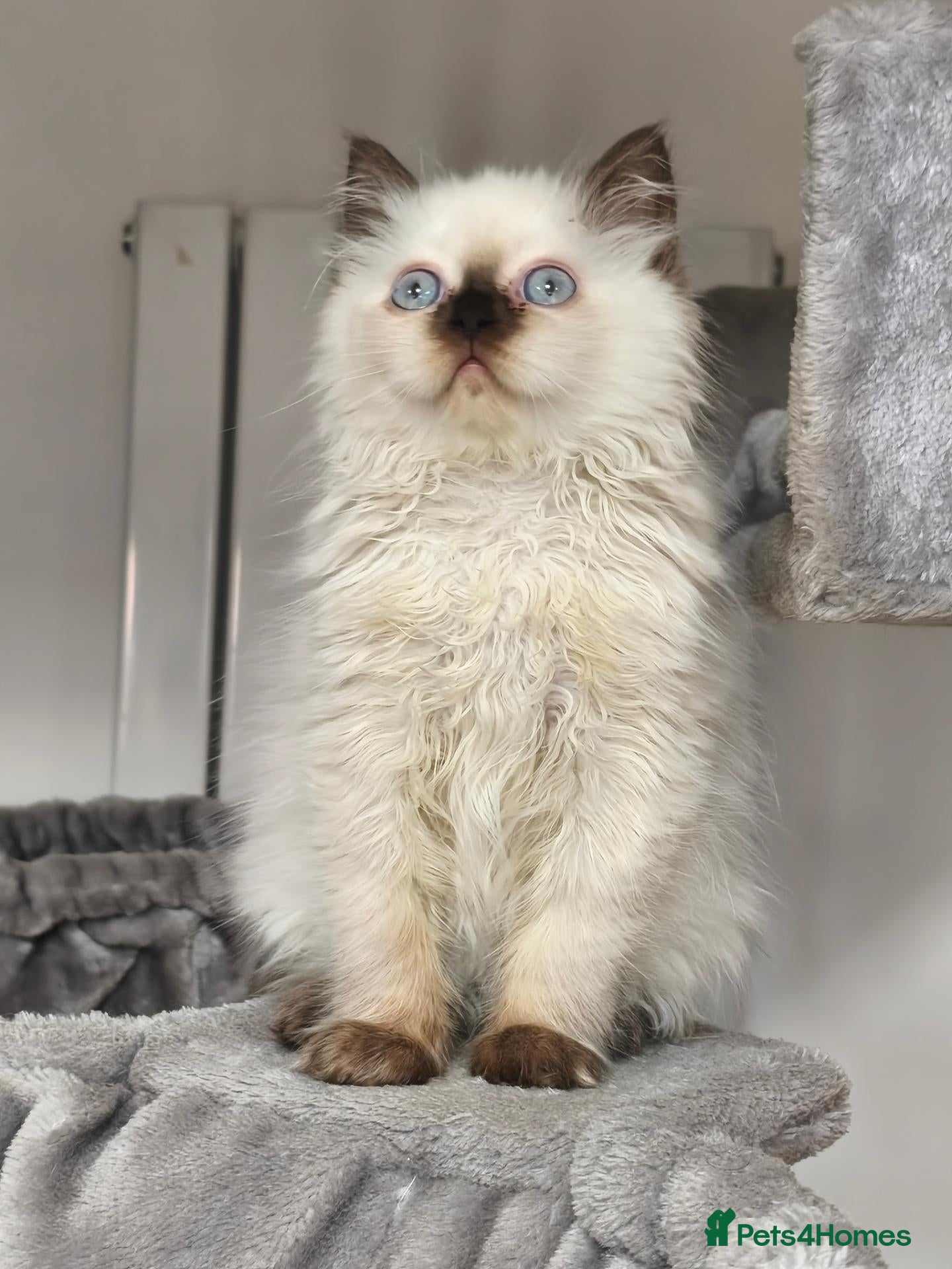 British Shorthair cats British shorthair and longhair registered gccf - Advert 4