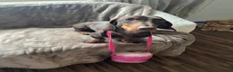 Miniature Dachshund dogs for sale: Miniature Dachshund  - Advert 2
