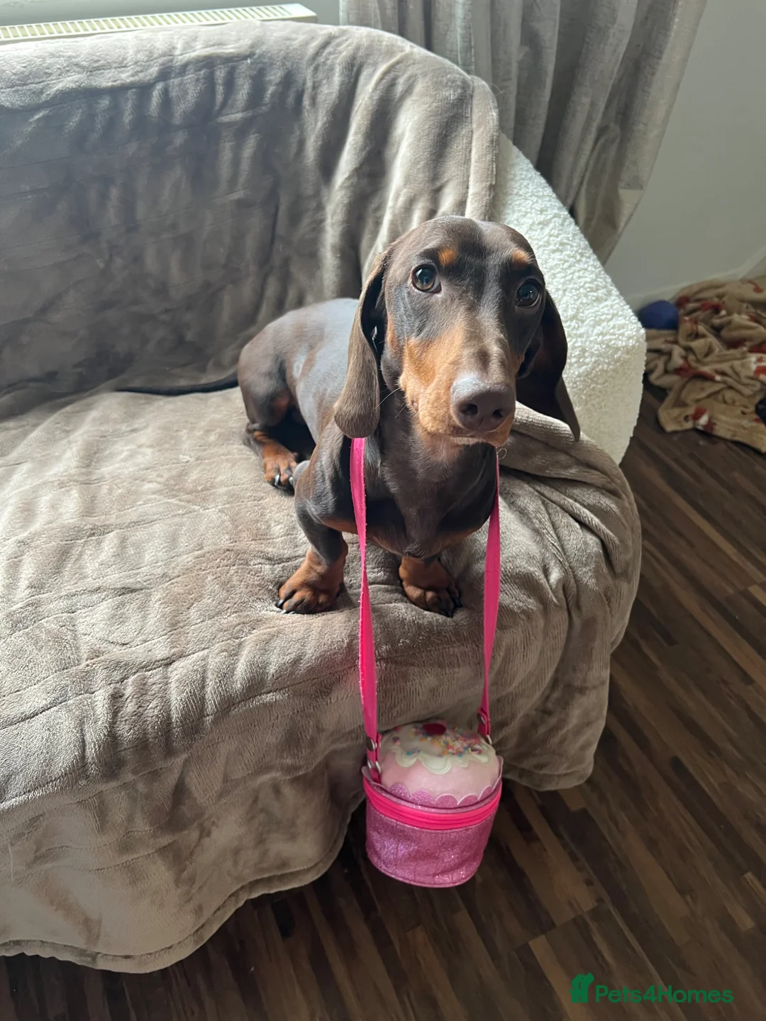 Miniature Dachshund dogs for sale: Miniature Dachshund  - Advert 2