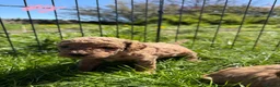 Cavapoo dogs for sale: Cavapoo F1b Puppies in Bishop Auckland - Advert 5