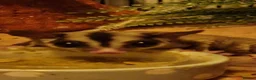 Sugar Glider rodents for sale: 3 beautiful sugar gliders looking for new home - Advert 8