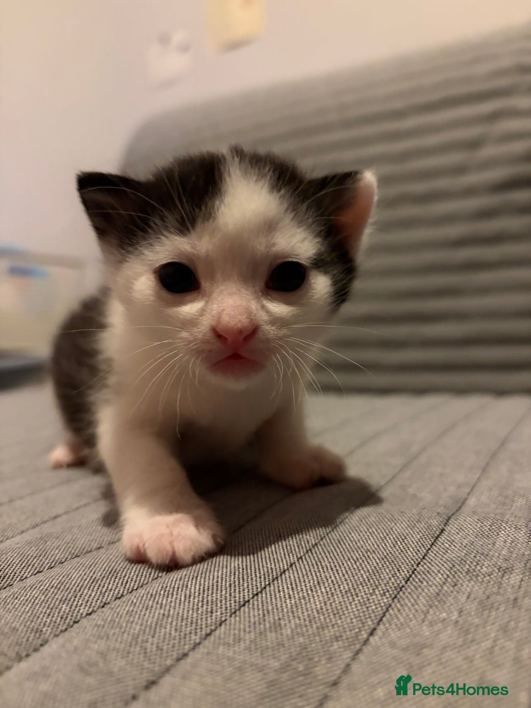 Domestic Shorthair cats for sale: White and black male kitten - Advert 8