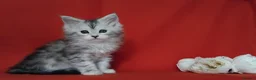 Maine Coon cats for sale: Pure Maine Coons Kittens For Sale - Advert 13