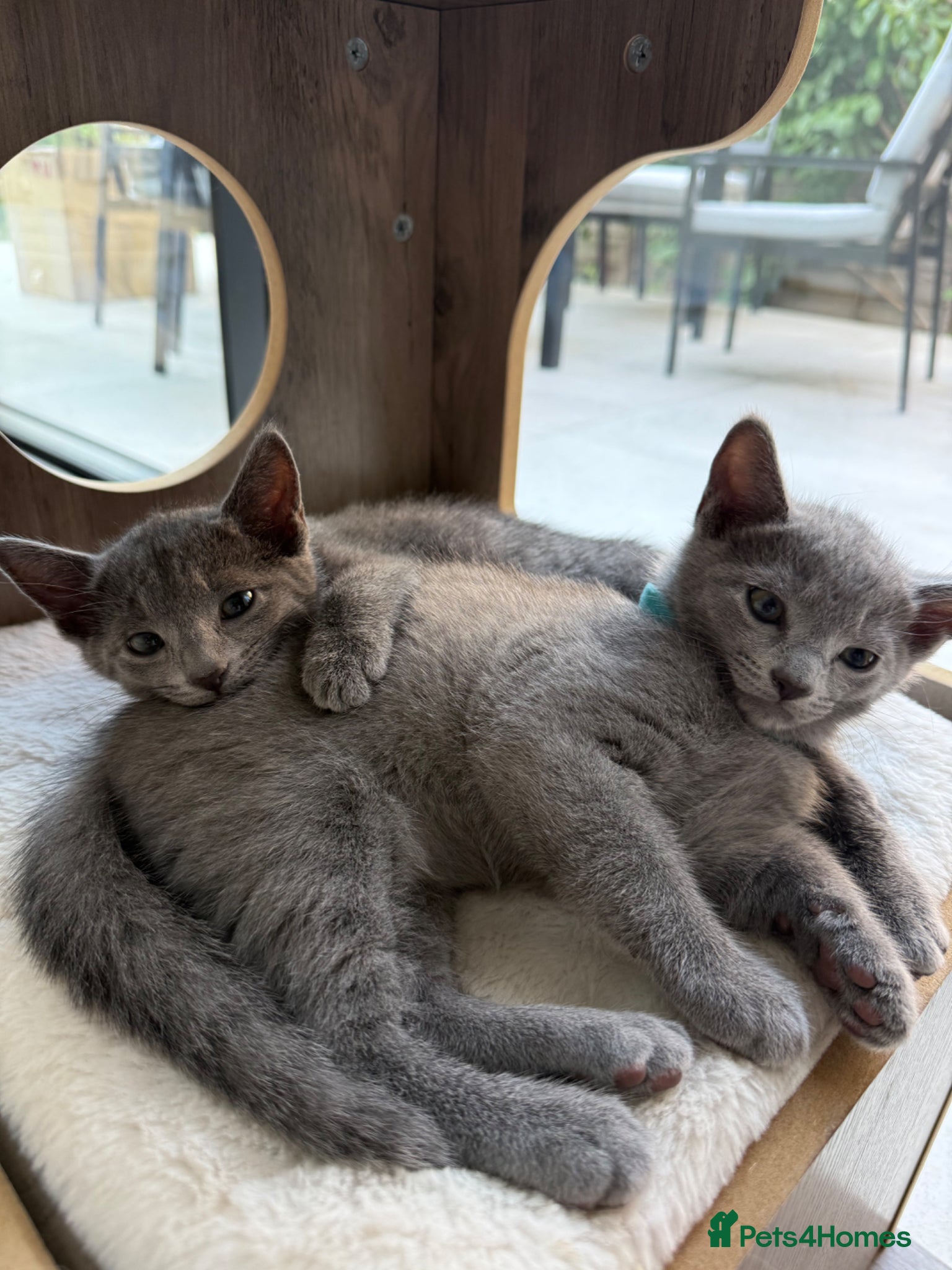 Russian Blue cats for sale: Pure Russian blue kittens with emerald green eyes! in London - Advert 15