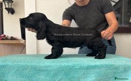 Cocker Spaniel dogs for sale: READY NOW Last boy, import line show cockers - Image 2