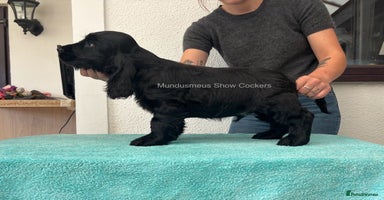 Cocker Spaniel dogs - Advert 1