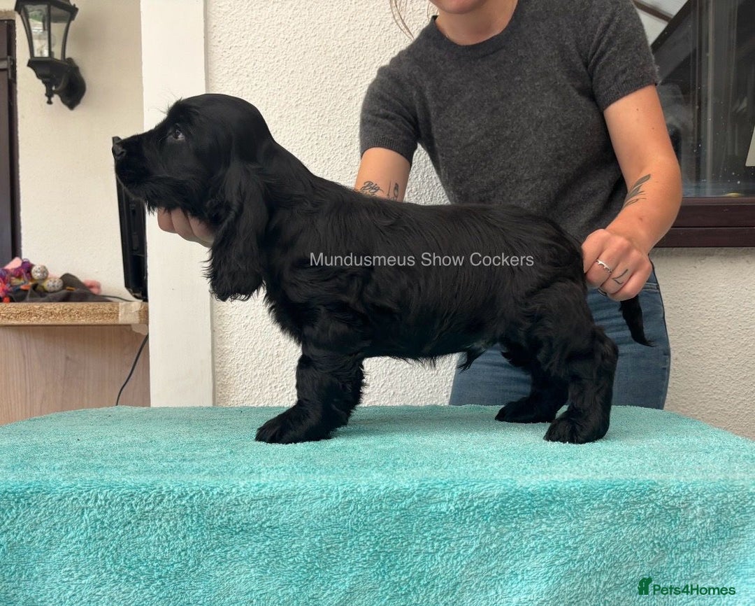 Cocker Spaniel dogs for sale: READY NOW Last boy, import line show cockers - Image 2