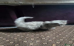 Ragdoll cats for sale: Ragdoll Kittens For Sale - Image 25