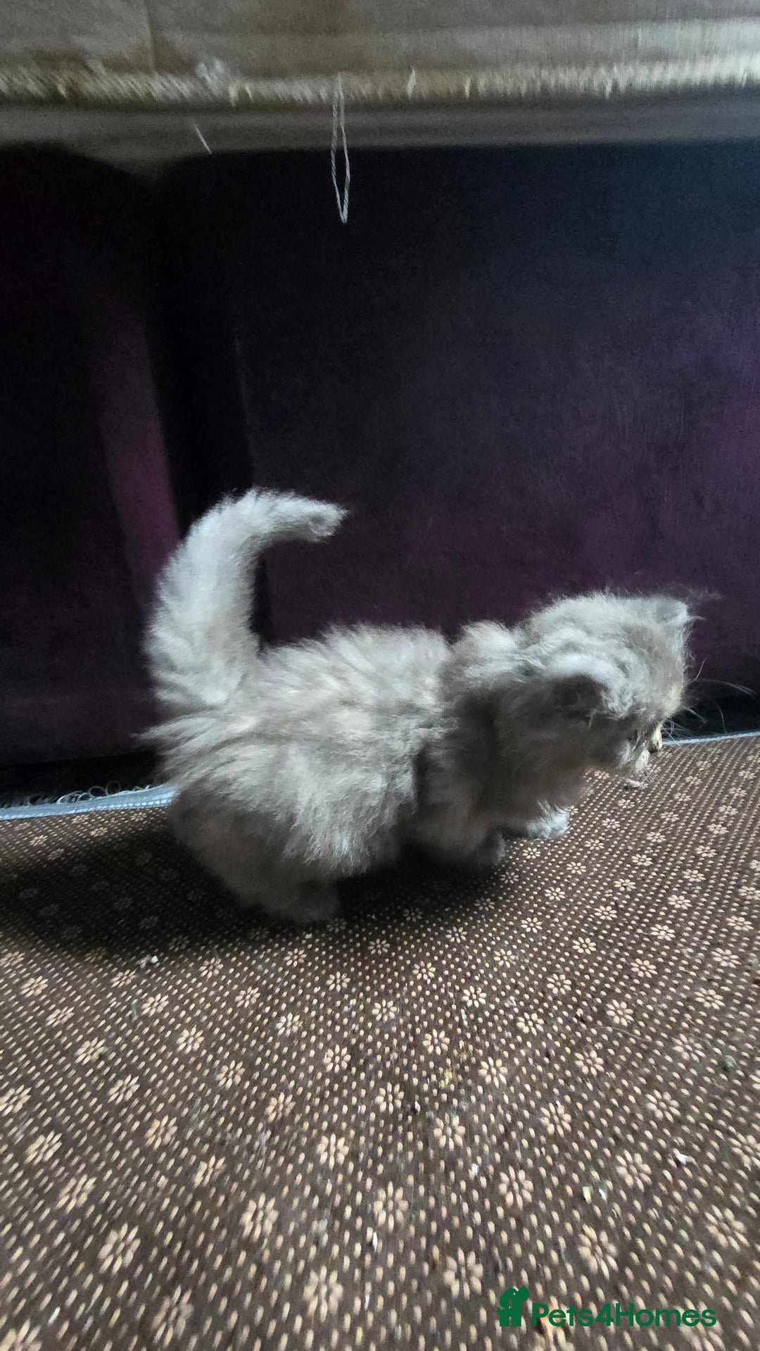 Ragdoll cats for sale: Ragdoll Kittens For Sale - Image 25