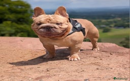 French Bulldog dogs for sale: New shade french bulldogs - Image 4