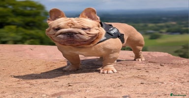 French Bulldog dogs New shade french bulldogs - Advert 1