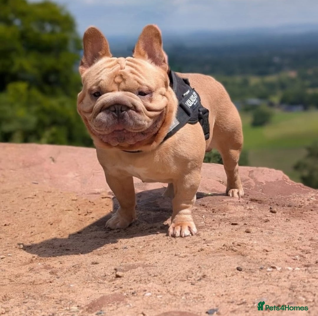 French Bulldog dogs for sale: New shade french bulldogs - Image 4