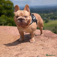 French Bulldog dogs New shade french bulldogs - Advert 3