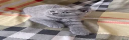 British Shorthair cats for sale: Purebred British short hair kittens 🐱  - Advert 6