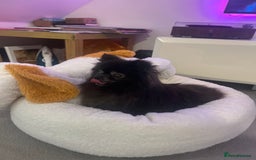 Pomeranian dogs for sale: KC, miniature Pomeranian - Image 9
