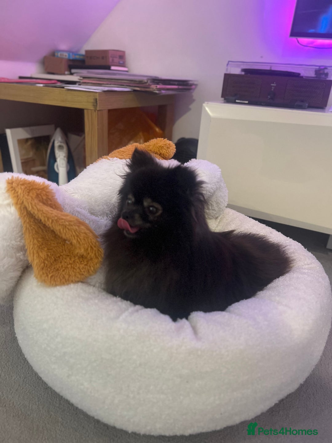 Pomeranian dogs for sale: KC, miniature Pomeranian - Image 9