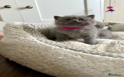 British Shorthair cats for sale: Stunning British short hair kittens  - Image 9