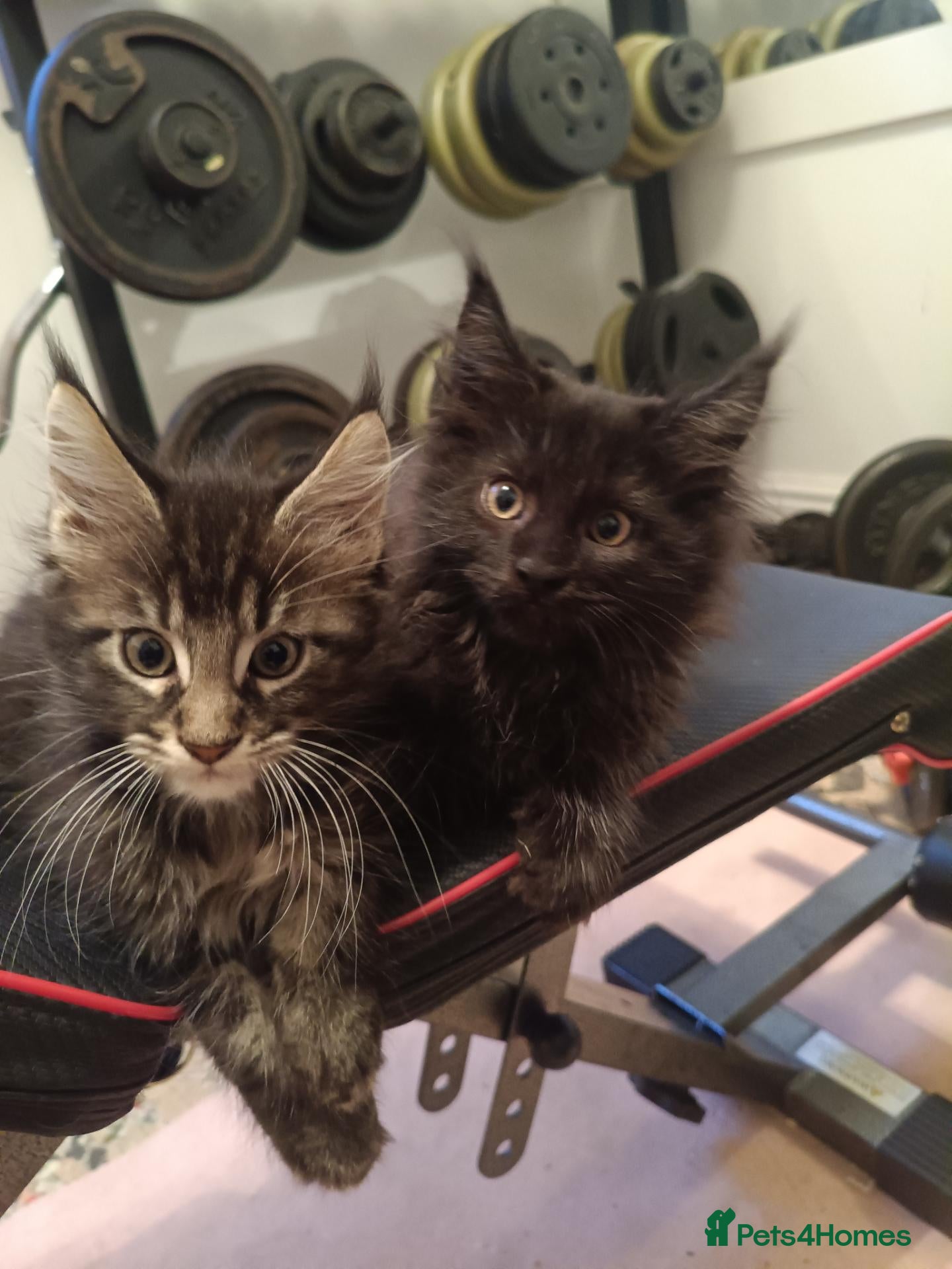 Maine Coon cats XL health tested, tica reg kittens 😍 - Advert 2