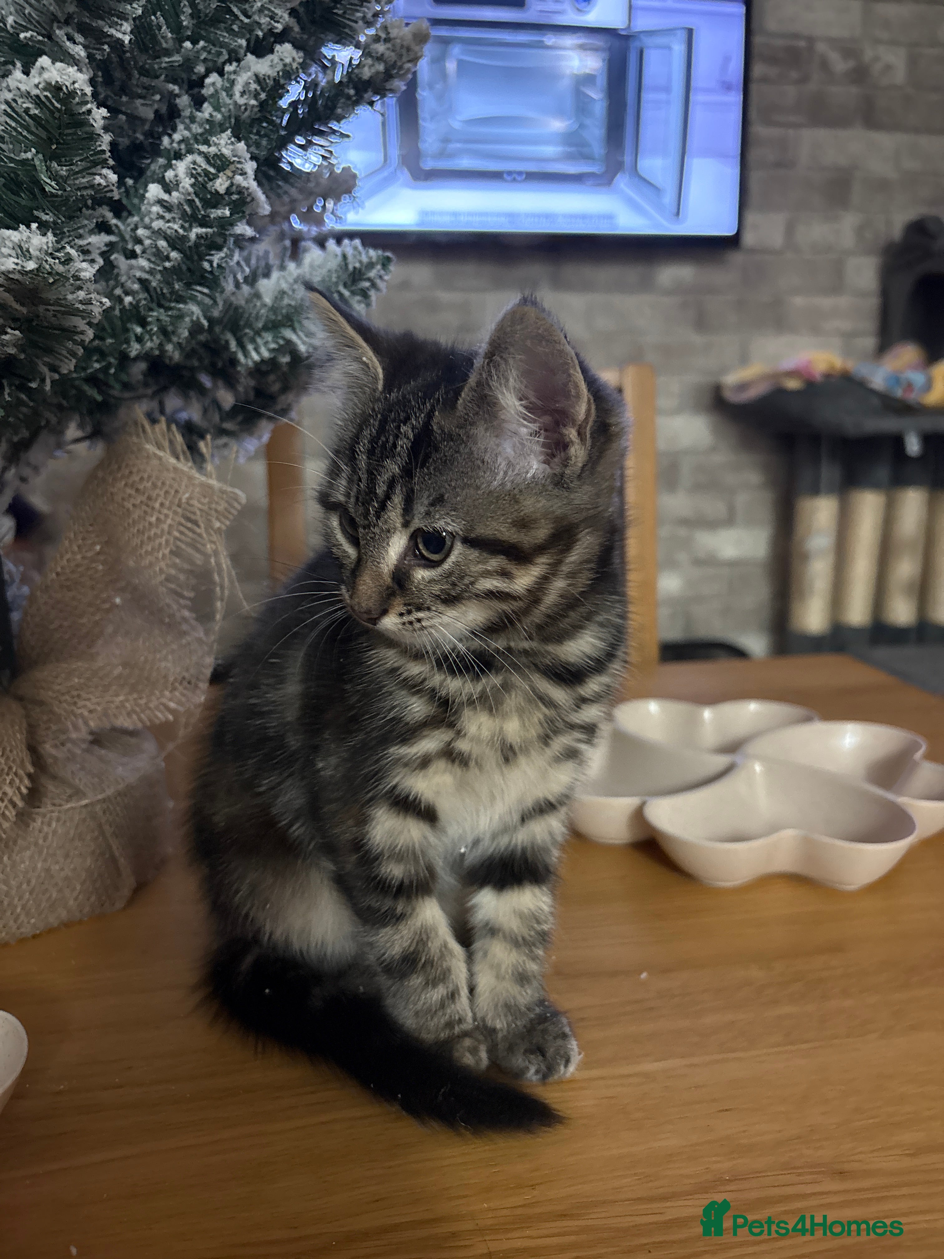 Maine Coon cats Maincoon cross kittens  - Advert 8