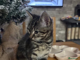 Maine Coon cats Maincoon cross kittens - Advert 12