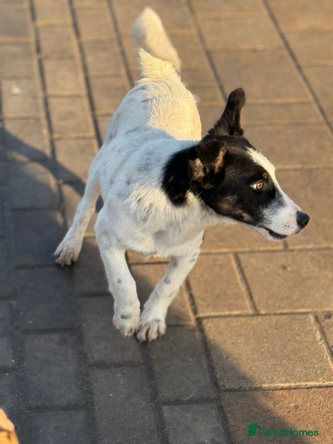 Mixed Breed dogs for adoption: Gorgeous little Andor looking for love - Advert 19