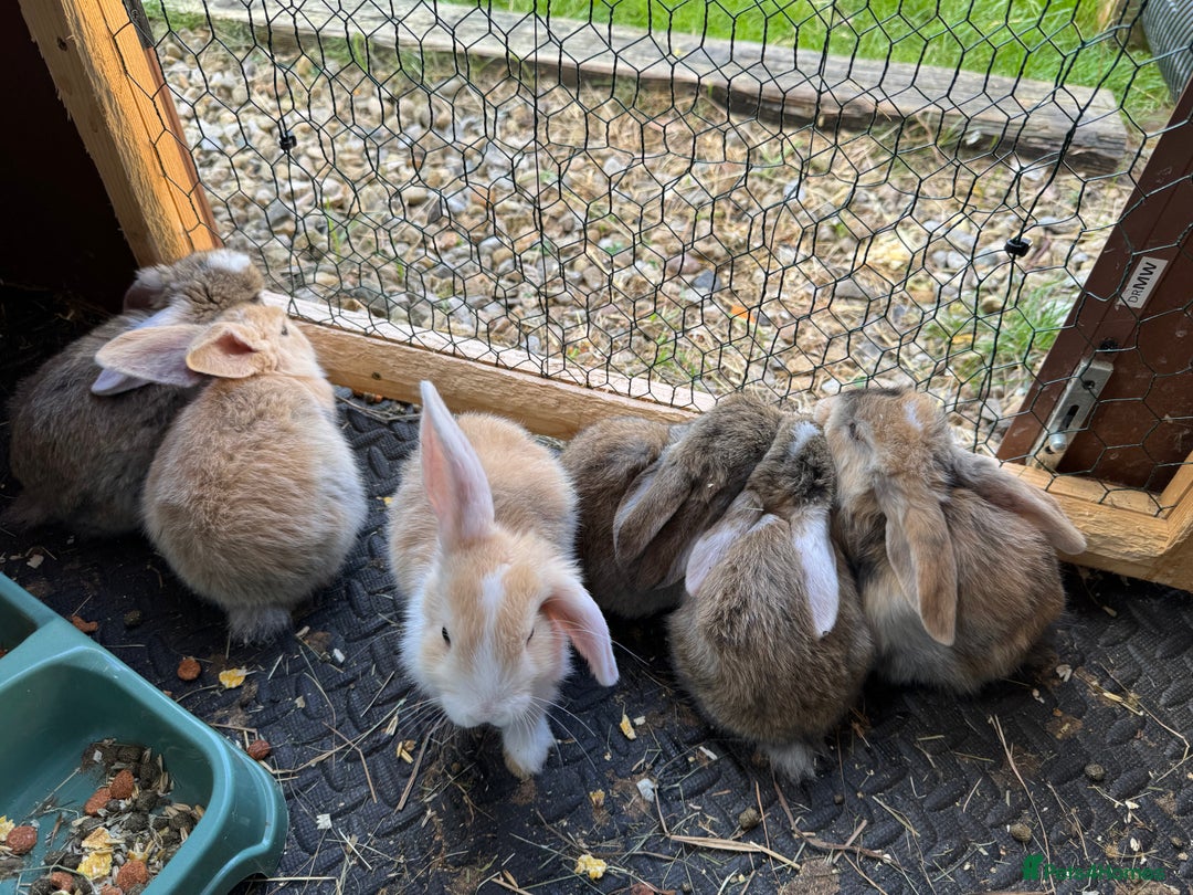 Mixed Breed rabbits for sale: Baby rabbits 5 girls and 1 boys for sale  - Image 6