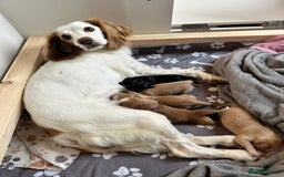 Cockapoo dogs for sale: Cockapoo x pups - Image 10