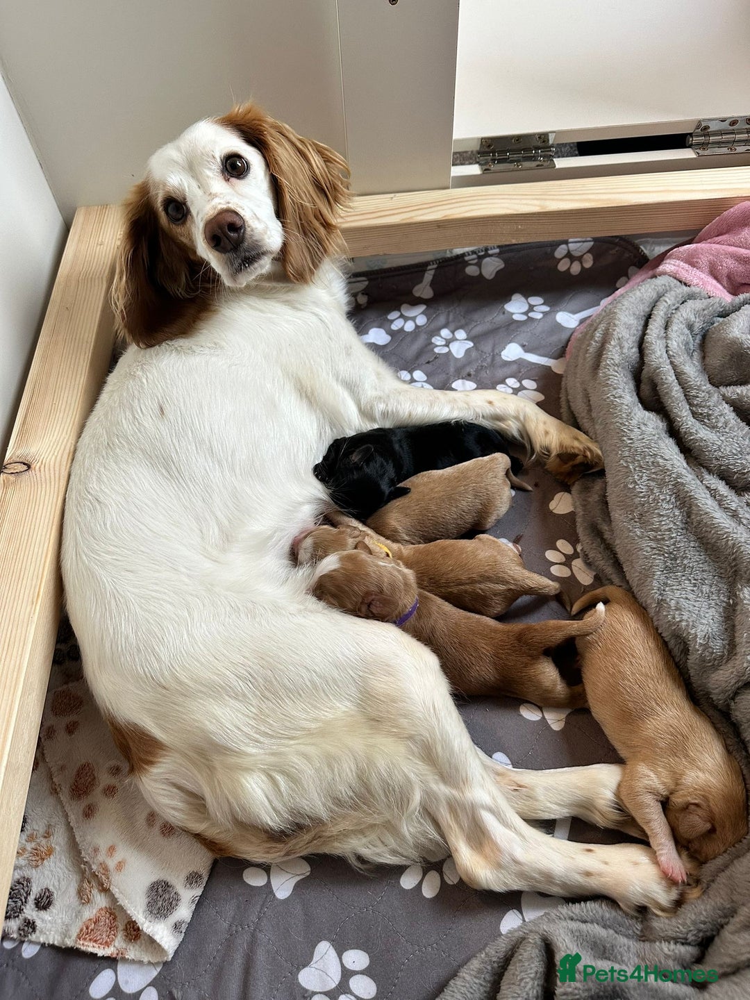 Cockapoo dogs for sale: Cockapoo x pups - Image 10